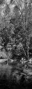 River &amp; Trees image