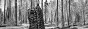Burnt wood image