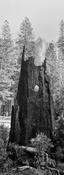 Burnt Wood image
