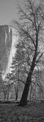 The Dawn Walls tree image