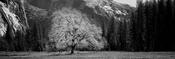 Tree in the Valley