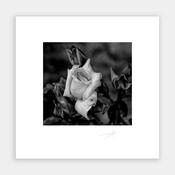 Wild Rose image