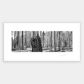 Burnt wood image