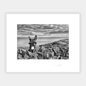 Donkey image
