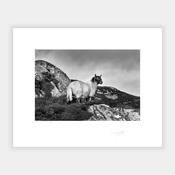 Donegal Sheep, 2022 image