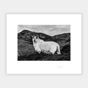 Donegal Sheep, 2022 image