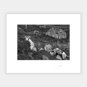 Donegal Sheep, 2022 image