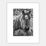 Donegal Horse