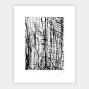 Water Reeds