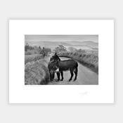 Two Donkeys image