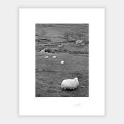 Kerry Sheep '88 image