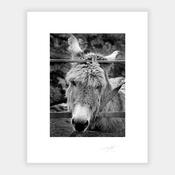 Donkey