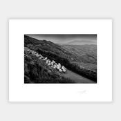Kerry Sheep '98 image
