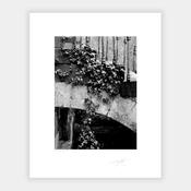 Hanging Ivy '88 image