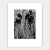 Thatch '94 image