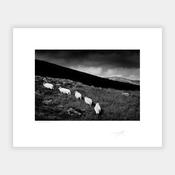 Five Sheep image