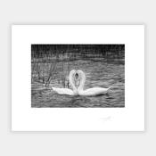 Two Swans image