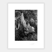 Bog Oak