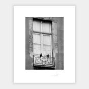 Two Pigeons image