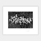 Bog Cotton