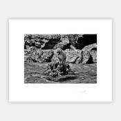 Island Monkey image