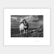West Cork Sheep image