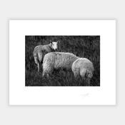 Wicklow sheep image