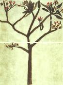 Cliona Doyle, Temple Tree