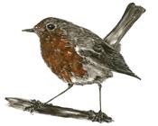 Renate Debrun, Robin 10