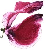 Grainne Cuffe, Sweet Scented Magenta
