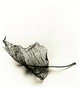 Aisling Dolan, Fallen