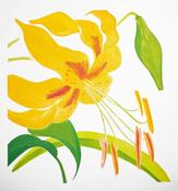 Grainne Cuffe, Butter Lily