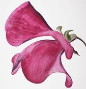 Grainne Cuffe, Sweet Scented III