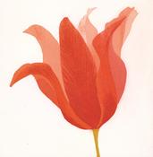 Grainne Cuffe, Leaning towards Summer