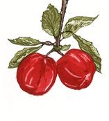 Siobhan Hyde, Little Apples image