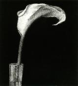 Arum Lily, Raphael Hynes
