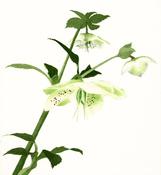 Maura Keating, Hellebore image