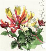 Liam O'Broin, Honeysuckle image