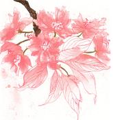 Noelle O’Keeffe, Blossom, Cherry Blossom image