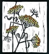 Verbena image