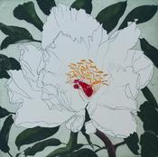 Cliona Doyle, Paeonia Fen Dan Bai