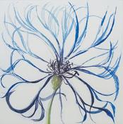 Centaurea Montana I, Grainne Cuffe