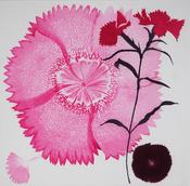 Grainne Cuffe, Dianthus II