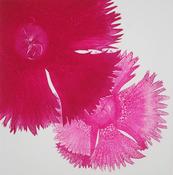 Grainne Cuffe, Dianthus IV