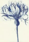 Grainne Cuffe, Montana Blue