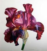 Nicola Lynch Morrin, Colour Drenching our Hearts image
