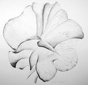 Grainne Cuffe, Sweet Pea Papillion (SOLD OUT) image