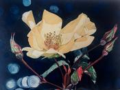 Nicola Lynch Morrin, A flower of the night image