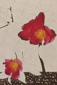 Cliona Doyle, Paeonia 'Fair Rosamund'