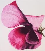 Grainne Cuffe, Sweet Pea Suviant